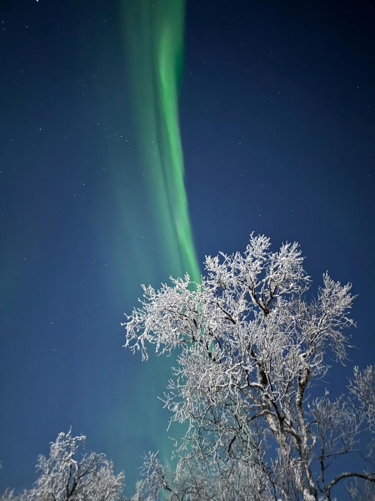 Trivelig Hytte I Senja. Esterno foto